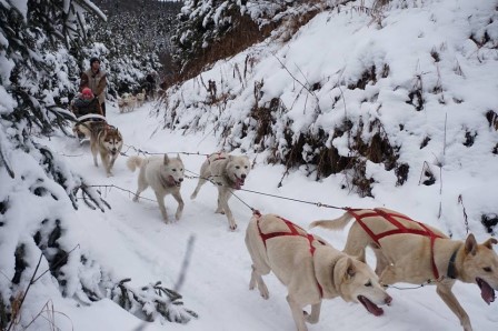 Trineo de Perros102...