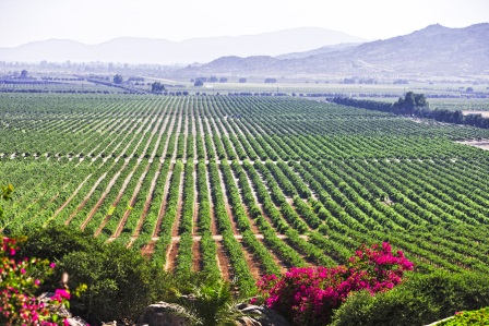 Valle de Guadalupe100...